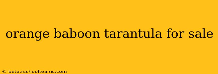 orange baboon tarantula for sale