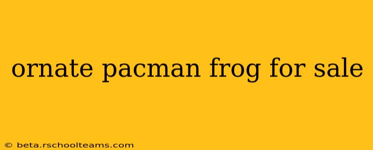 ornate pacman frog for sale