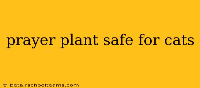 prayer plant safe for cats