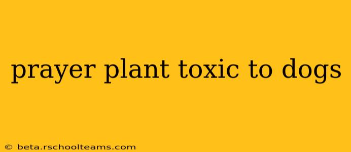 prayer plant toxic to dogs
