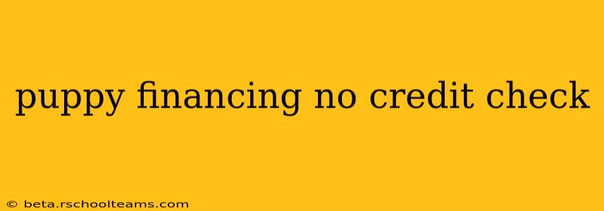 puppy financing no credit check