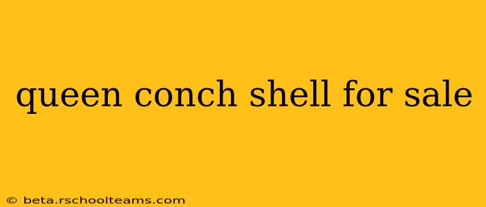 queen conch shell for sale