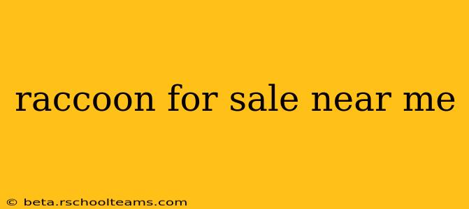 raccoon for sale near me