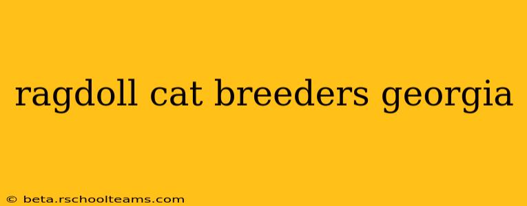 ragdoll cat breeders georgia