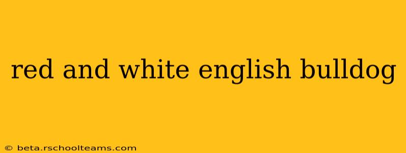 red and white english bulldog