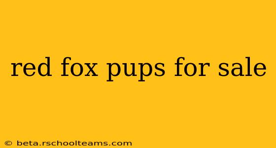 red fox pups for sale
