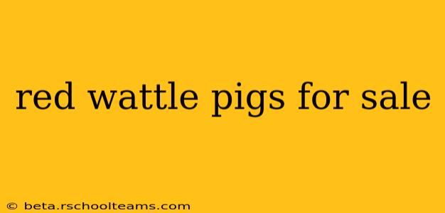 red wattle pigs for sale