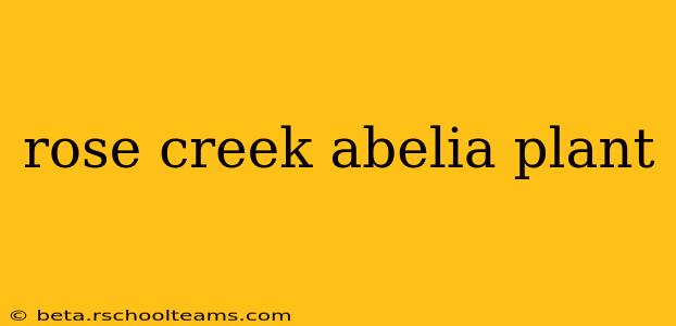rose creek abelia plant