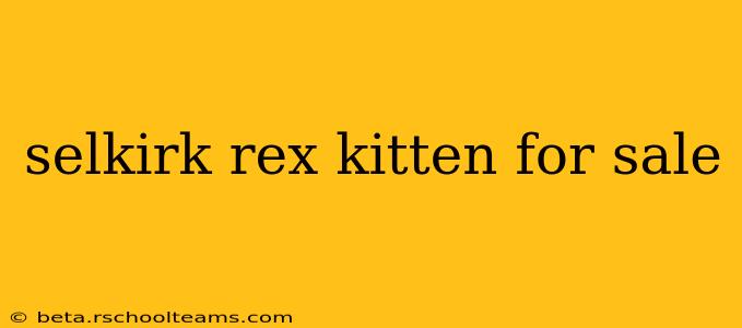 selkirk rex kitten for sale