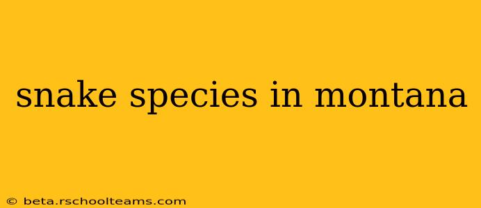 snake species in montana