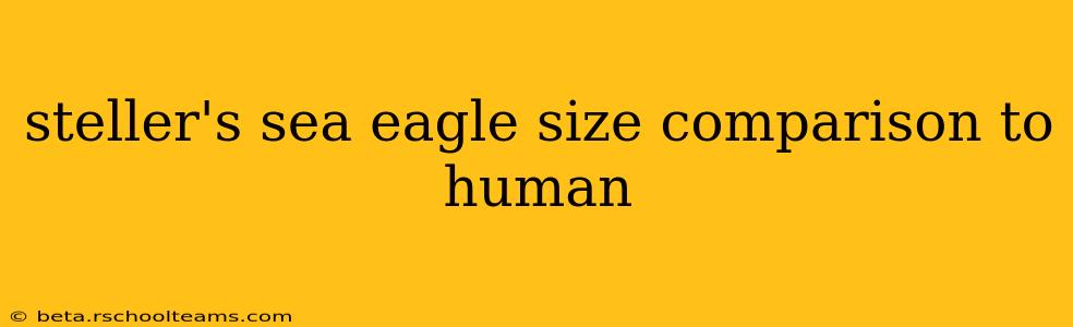steller's sea eagle size comparison to human