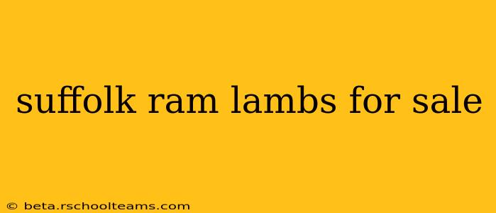 suffolk ram lambs for sale