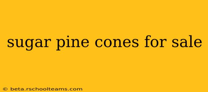 sugar pine cones for sale