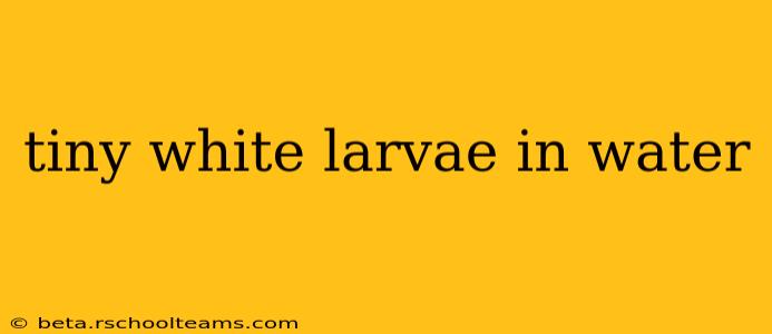 tiny white larvae in water