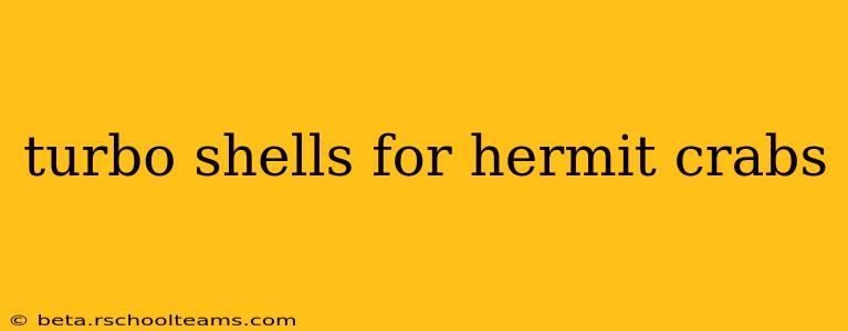 turbo shells for hermit crabs