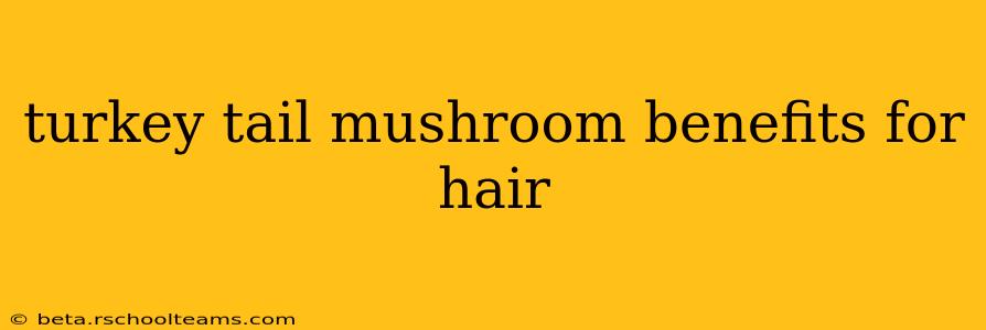 turkey tail mushroom benefits for hair