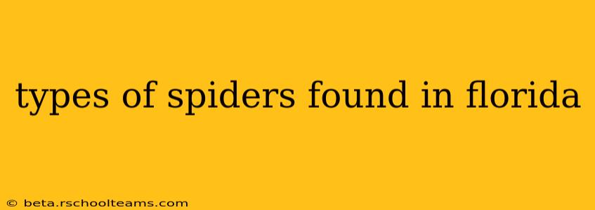 types of spiders found in florida