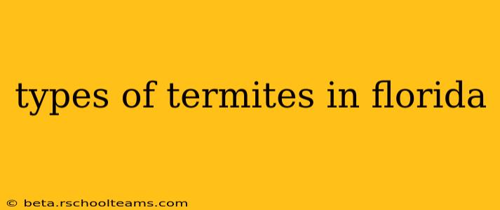 types of termites in florida