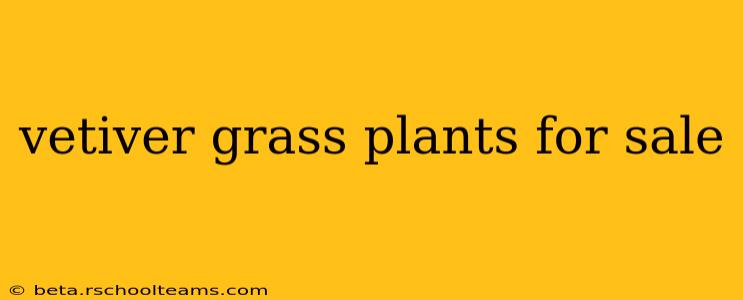 vetiver grass plants for sale
