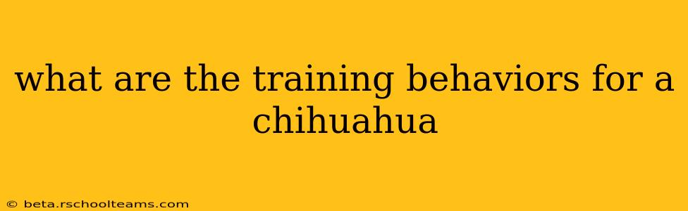 what are the training behaviors for a chihuahua