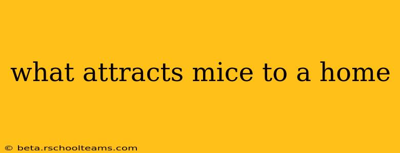 what attracts mice to a home
