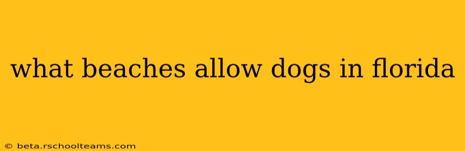 what beaches allow dogs in florida