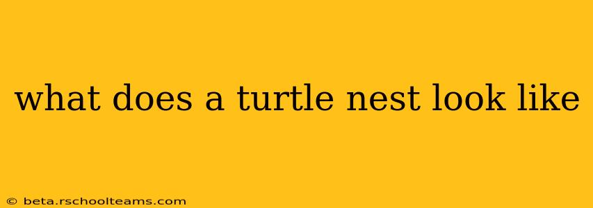 what does a turtle nest look like