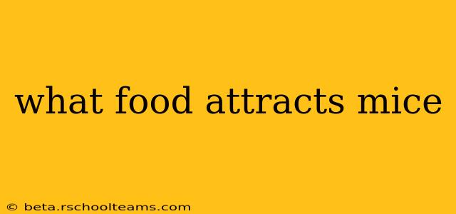 what food attracts mice