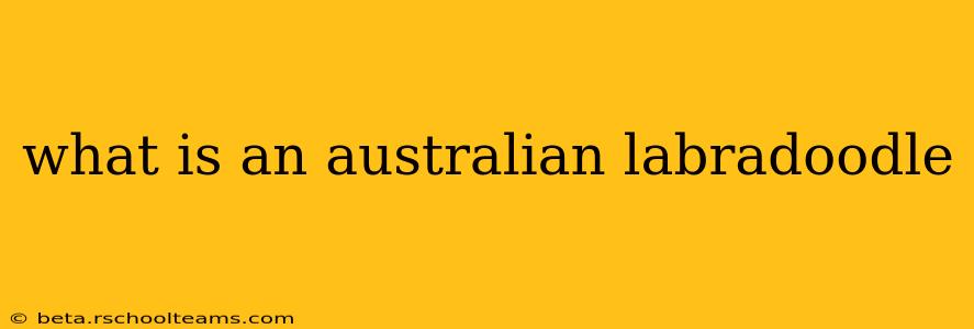 what is an australian labradoodle