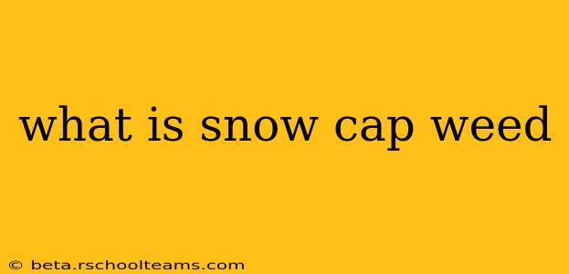 what is snow cap weed