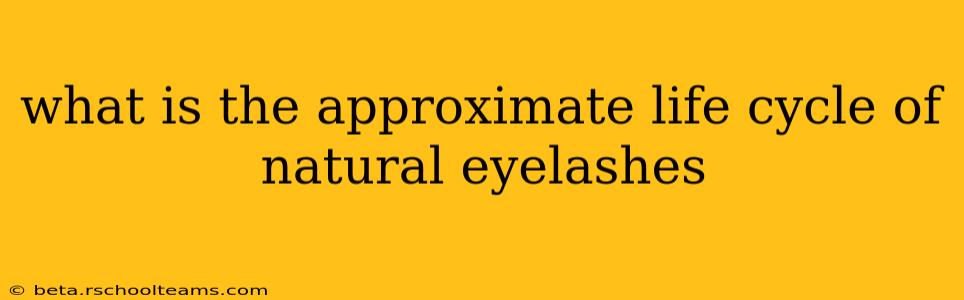 what is the approximate life cycle of natural eyelashes