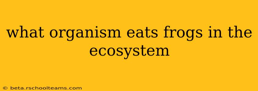 what organism eats frogs in the ecosystem