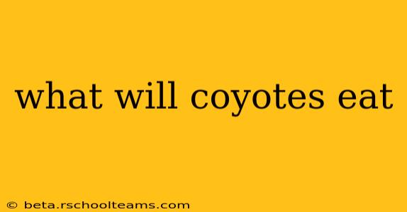 what will coyotes eat