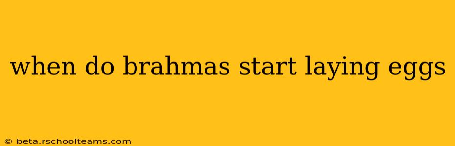 when do brahmas start laying eggs
