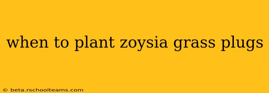 when to plant zoysia grass plugs