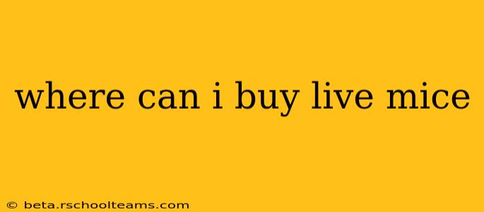 where can i buy live mice