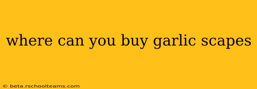 where can you buy garlic scapes