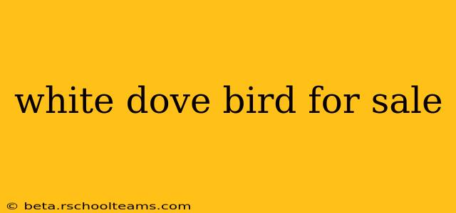 white dove bird for sale