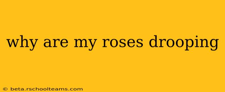 why are my roses drooping