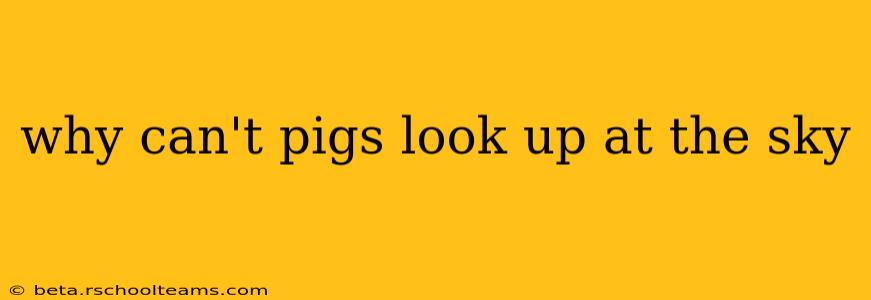 why can't pigs look up at the sky