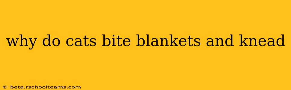why do cats bite blankets and knead