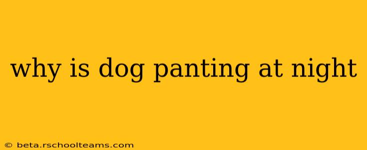 why is dog panting at night