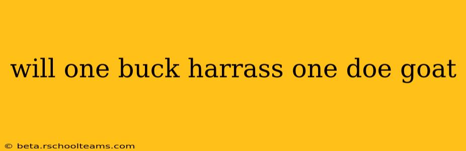 will one buck harrass one doe goat