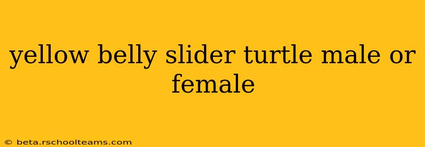 yellow belly slider turtle male or female